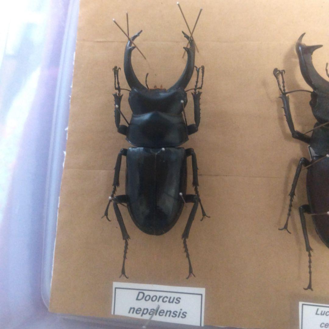 ネパール コクワガタ Dorcus nepalensis 71ミリ