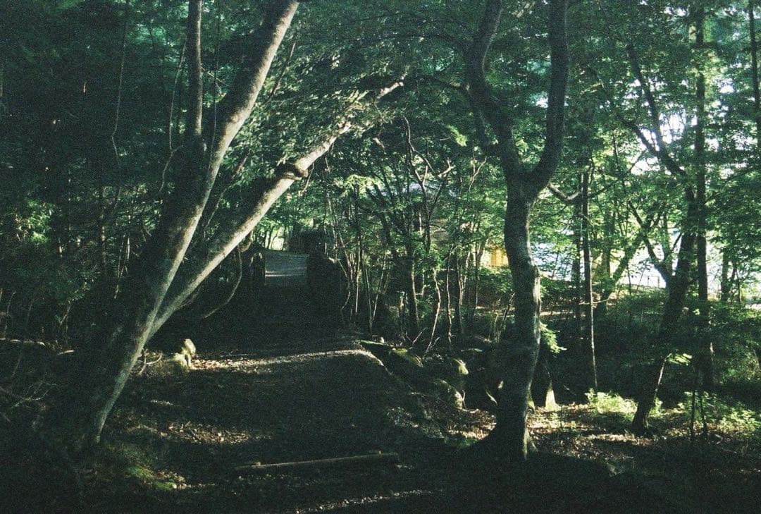 フィルムカメラ／Canon動作品