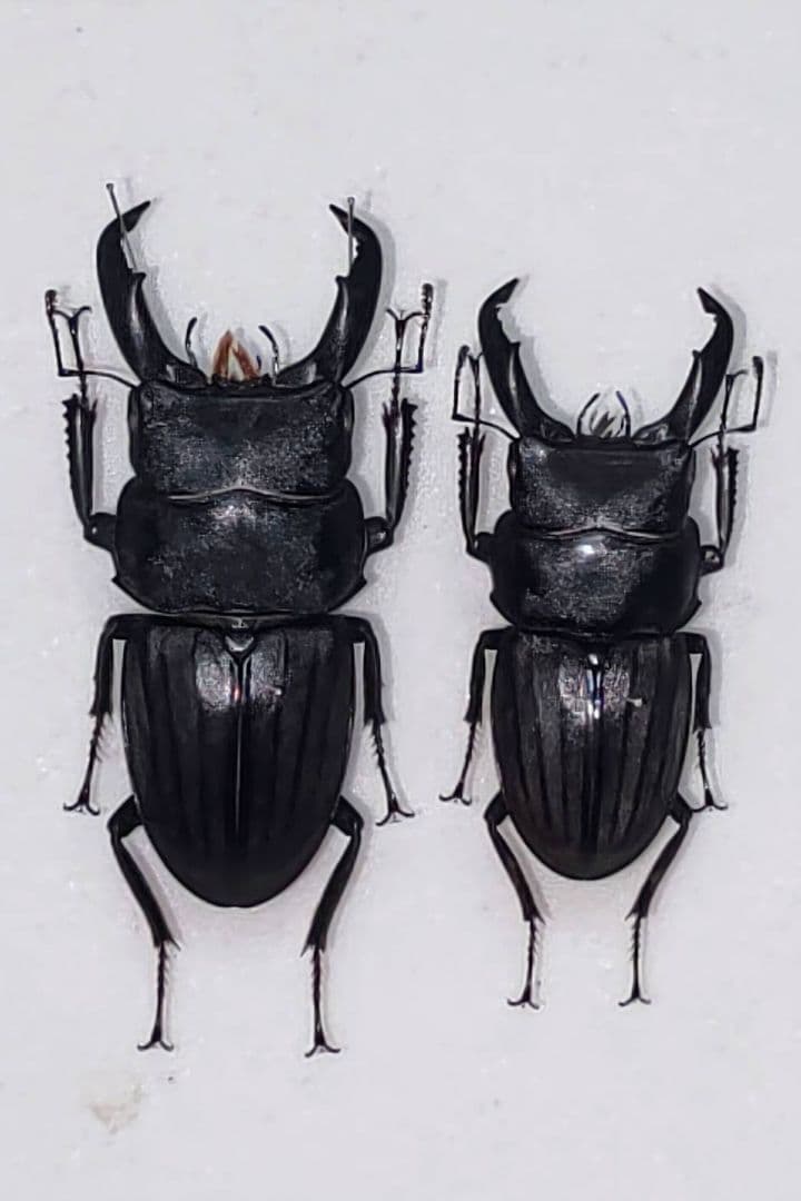 スジブトヒラタクワガタ 標本