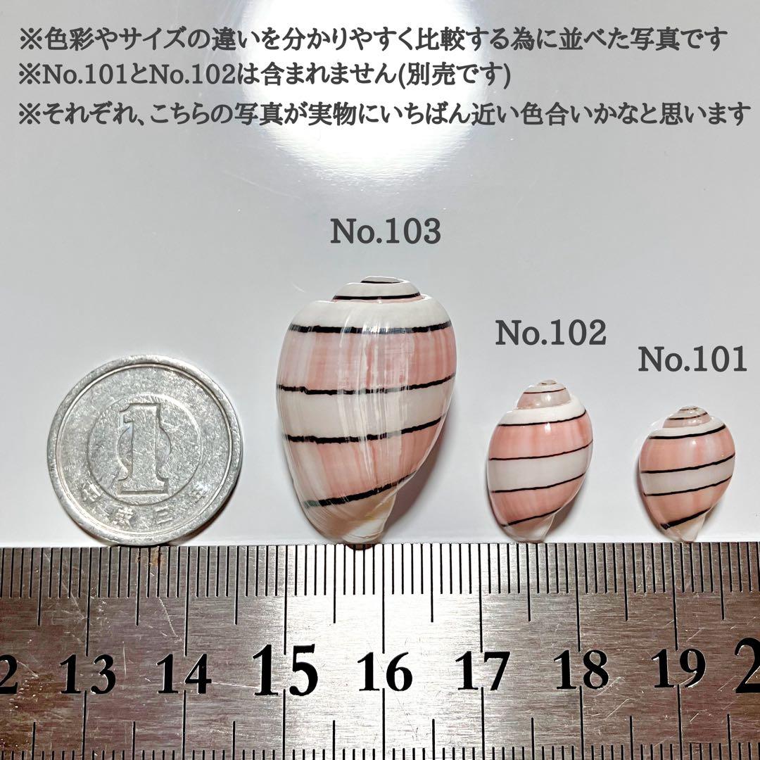 ベニヤカタ※特大サイズ　No.103