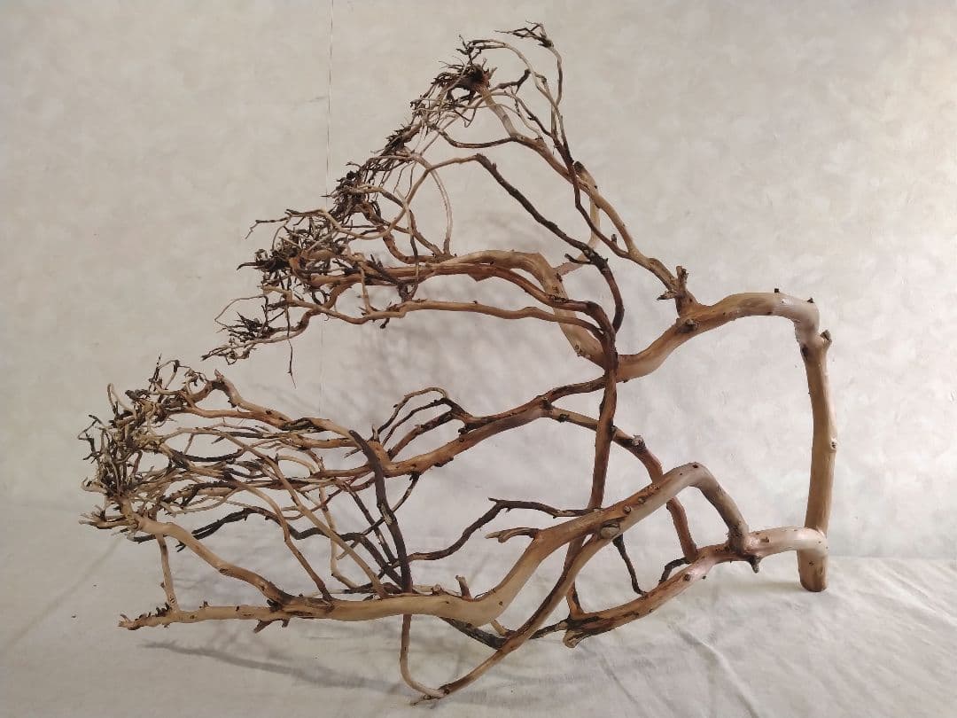 【希少】DIY・アクアリウム向け 特大ブランチウッド塊根流木 約70cm