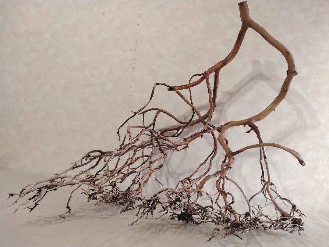 【希少】DIY・アクアリウム向け 特大ブランチウッド塊根流木 約70cm