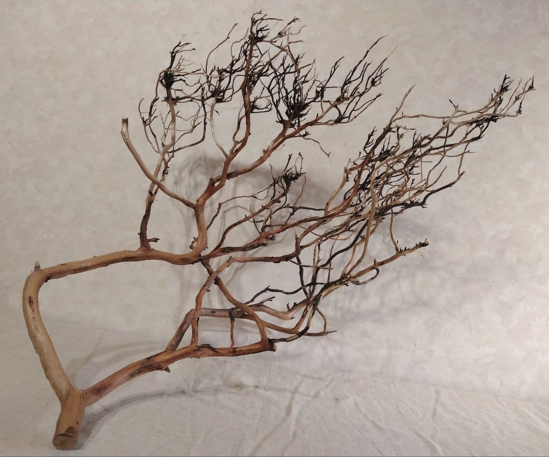 【希少】DIY・アクアリウム向け 特大ブランチウッド塊根流木 約70cm