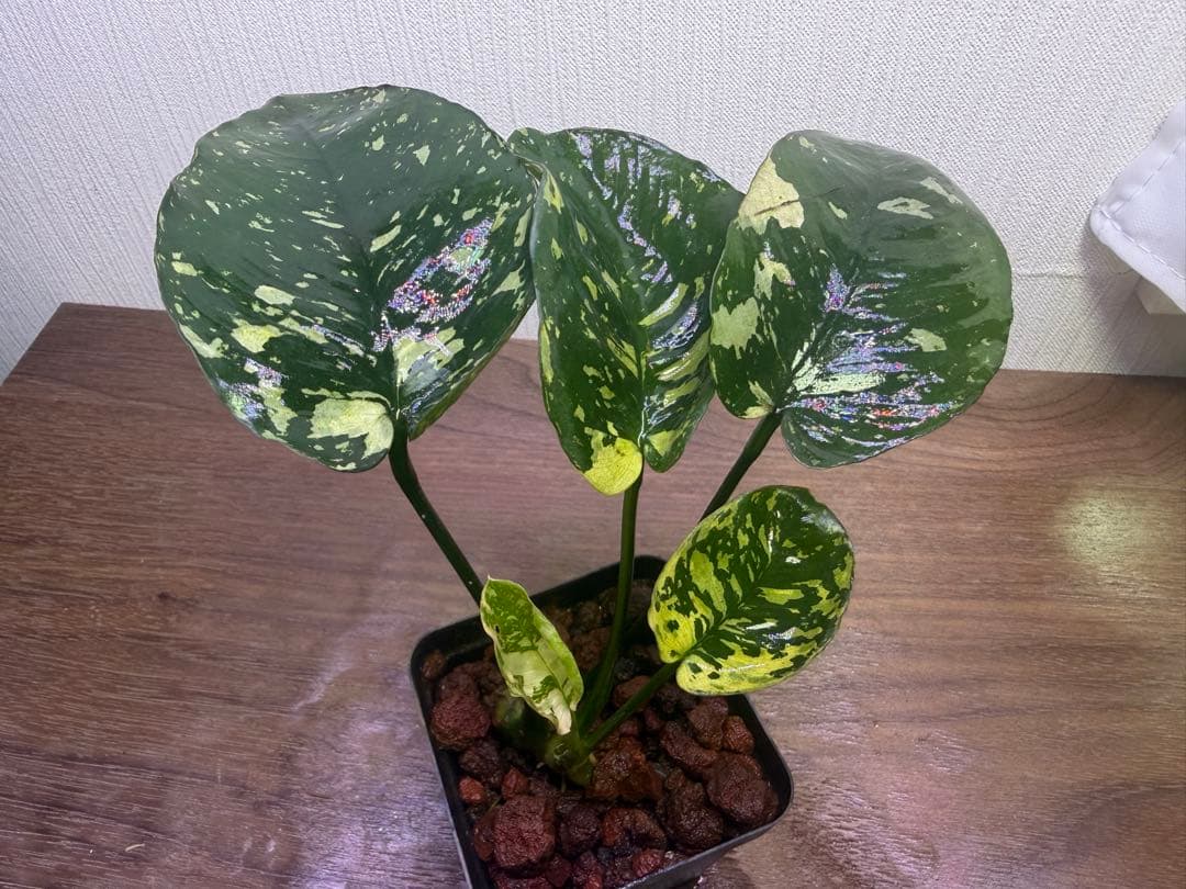 アヌビアス・ナナ 斑入りキング Anubias nana Variegata