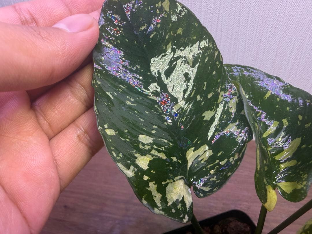 アヌビアス・ナナ 斑入りキング Anubias nana Variegata