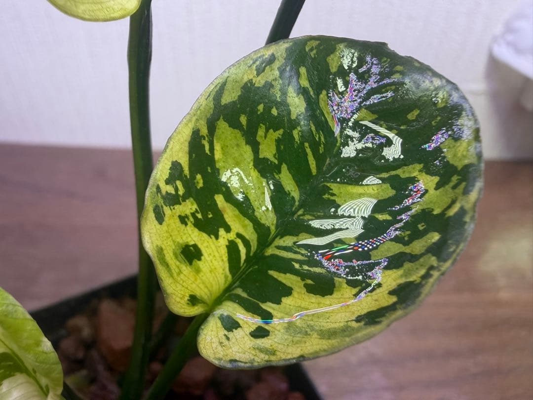 アヌビアス・ナナ 斑入りキング Anubias nana Variegata