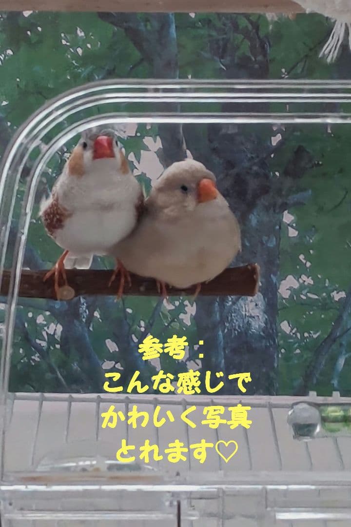 SANKO イージーホームクリアバード35 鳥かご 2個セット