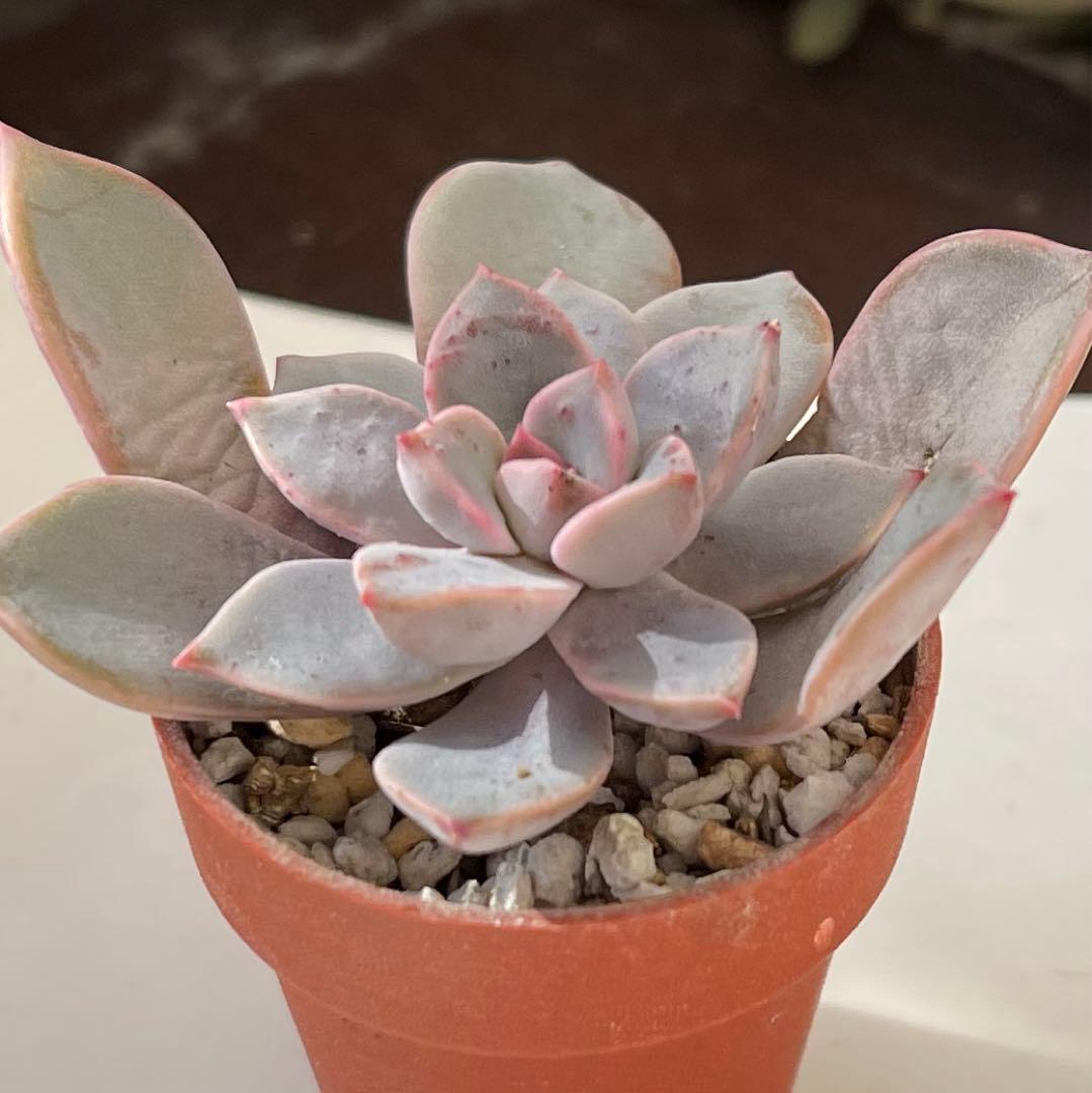 おまとめ中！39SALE！多肉植物^o^  ティンカーベル