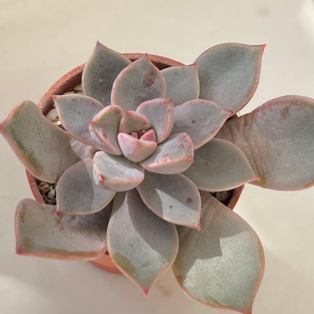 おまとめ中！39SALE！多肉植物^o^  ティンカーベル