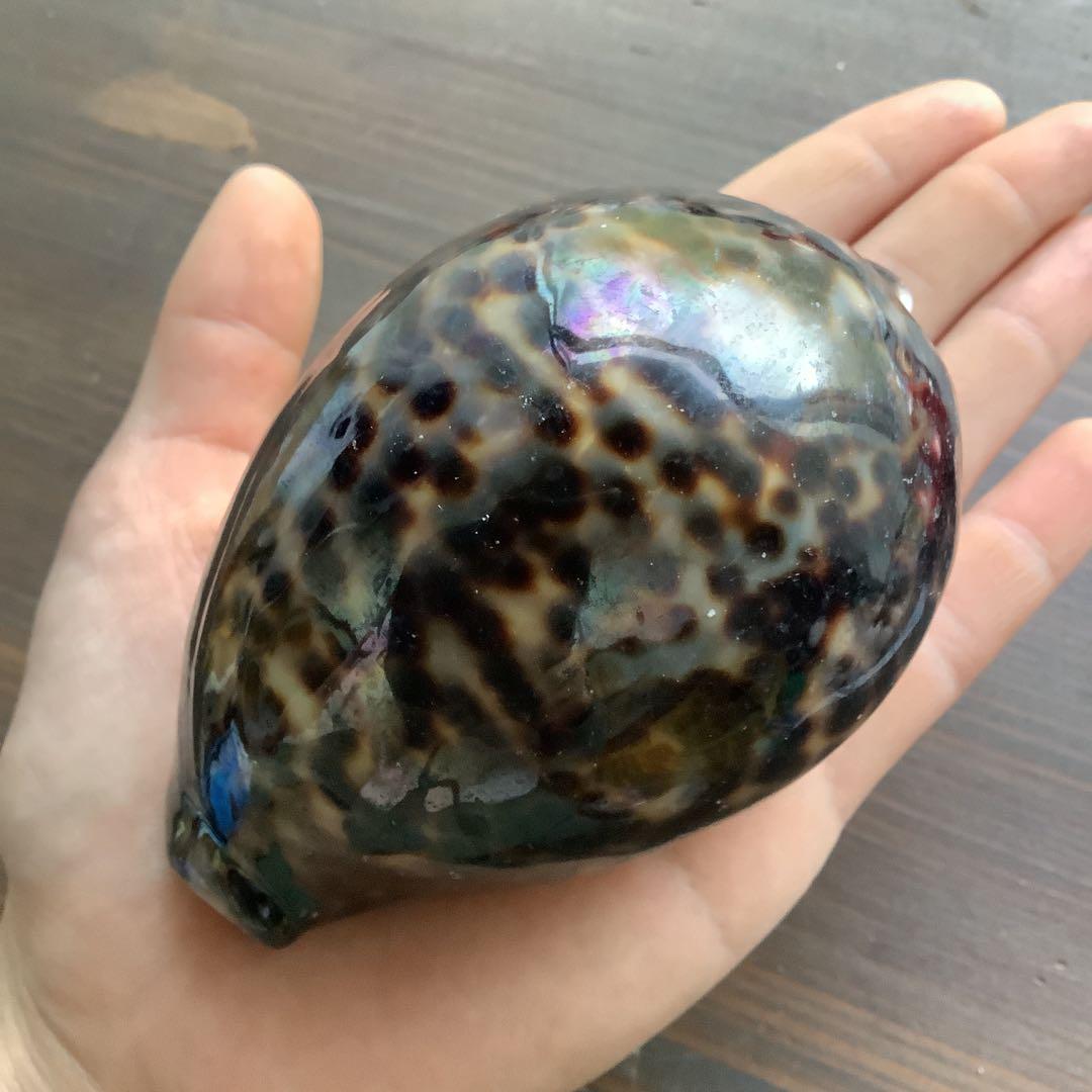No760 大きなホシダカラ 天然貝殻 タカラガイ コレクション