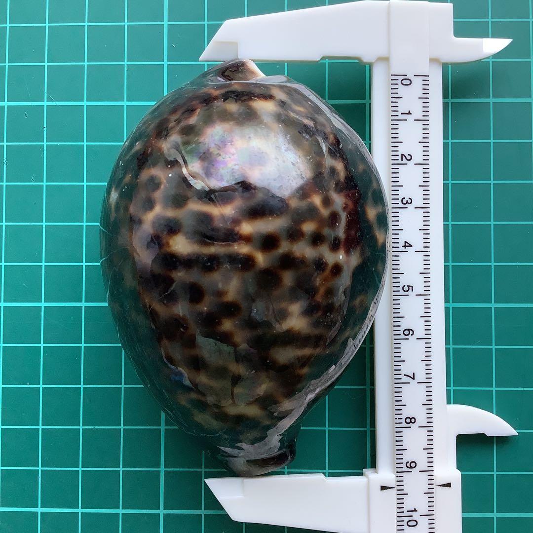 No760 大きなホシダカラ 天然貝殻 タカラガイ コレクション