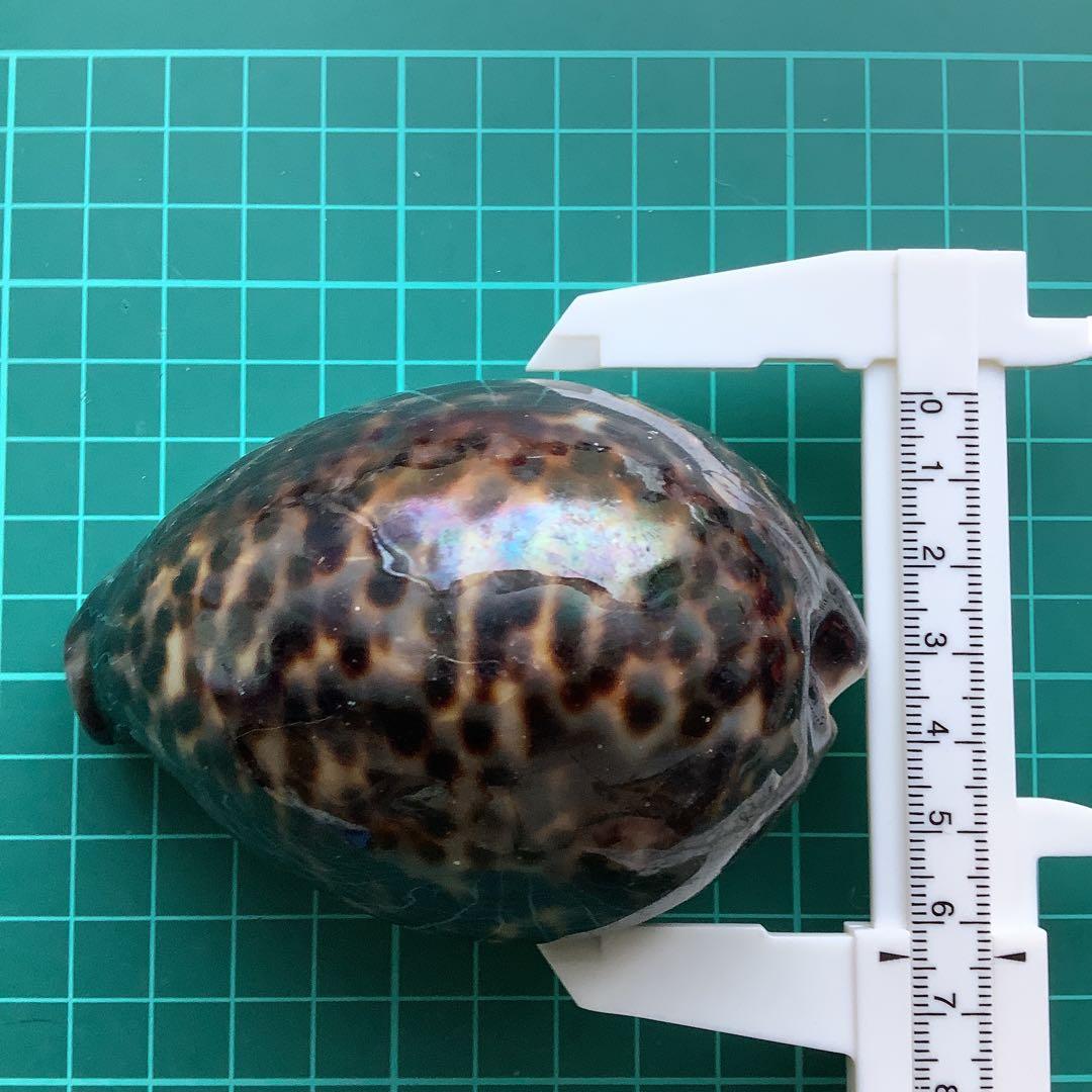 No760 大きなホシダカラ 天然貝殻 タカラガイ コレクション