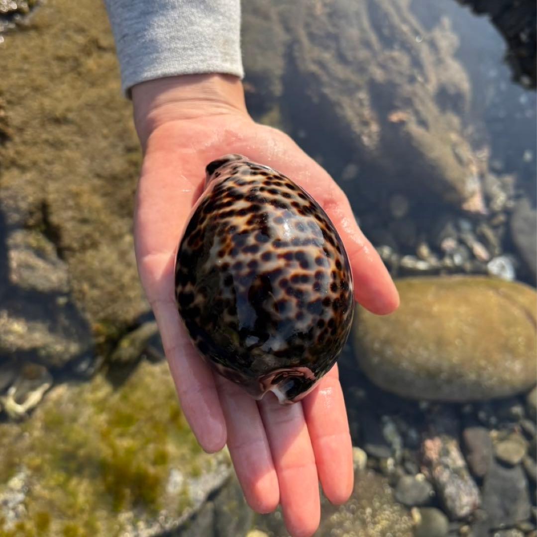 No760 大きなホシダカラ 天然貝殻 タカラガイ コレクション