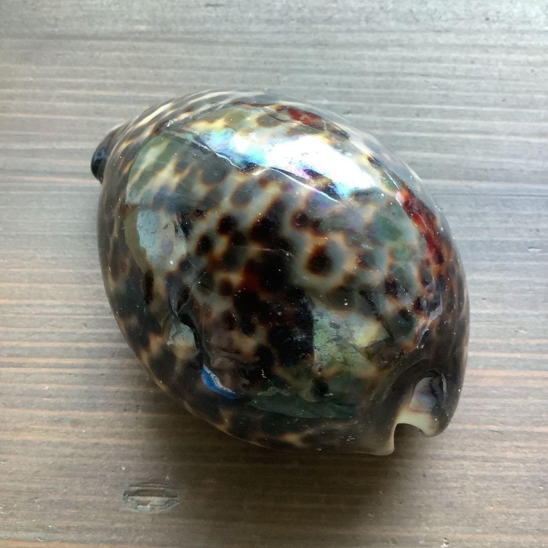 No760 大きなホシダカラ 天然貝殻 タカラガイ コレクション
