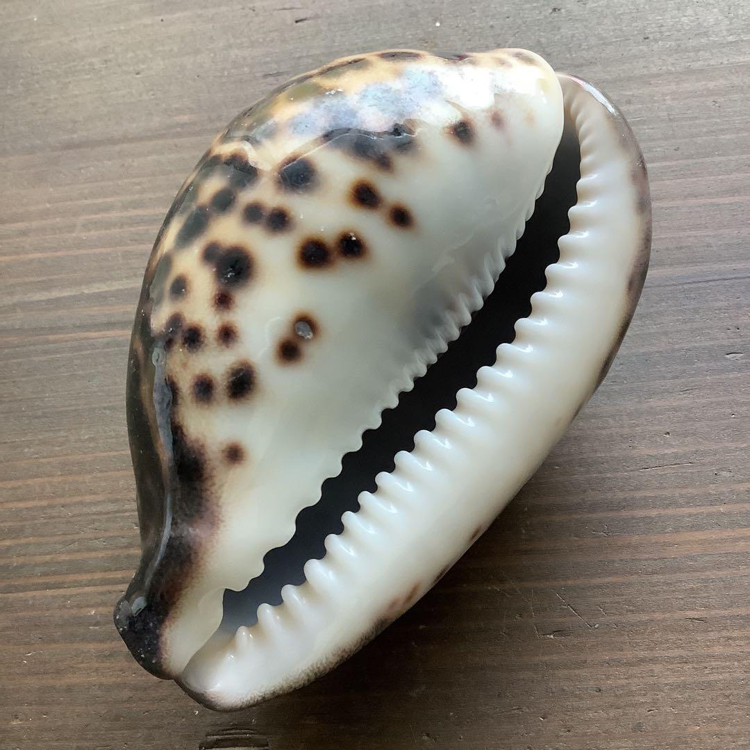 No760 大きなホシダカラ 天然貝殻 タカラガイ コレクション