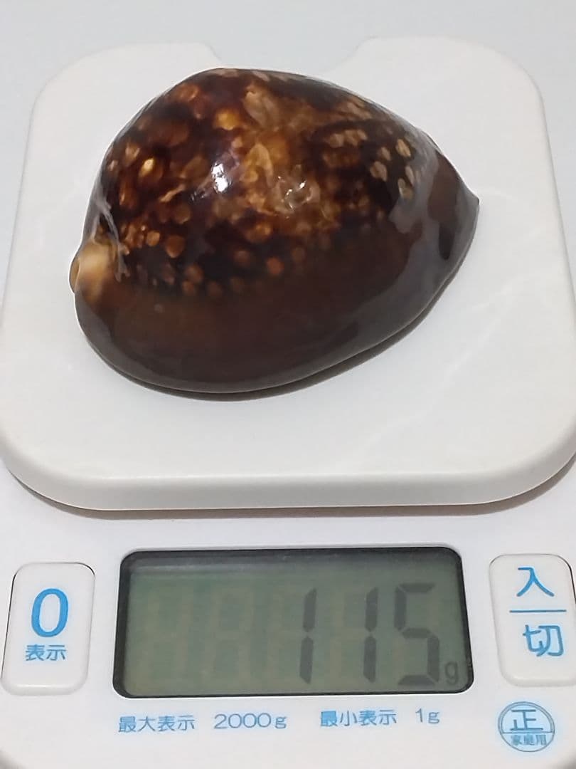貝殻 ハチジョウダカラ ニューカレドニア産 84mm/115g