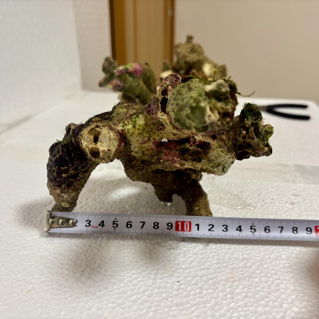 NO4 枝状ライブロック 中型2個セット 約1.7kg サンゴ水槽使用