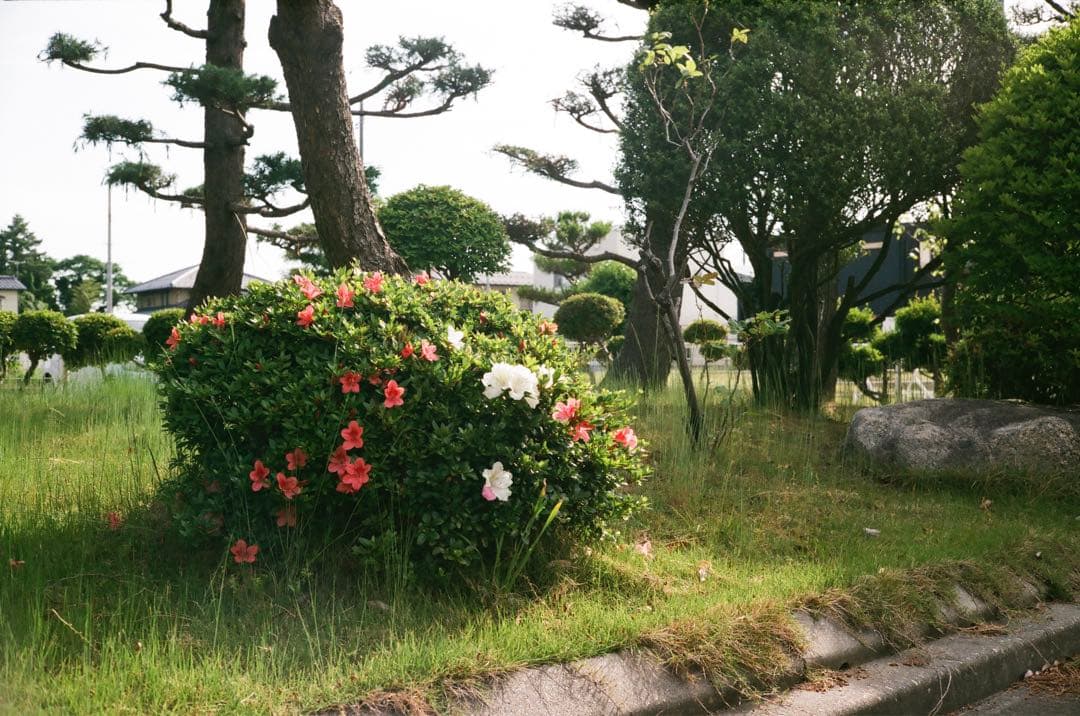 YASHICA ELECTRO 35 G 実写作例あり