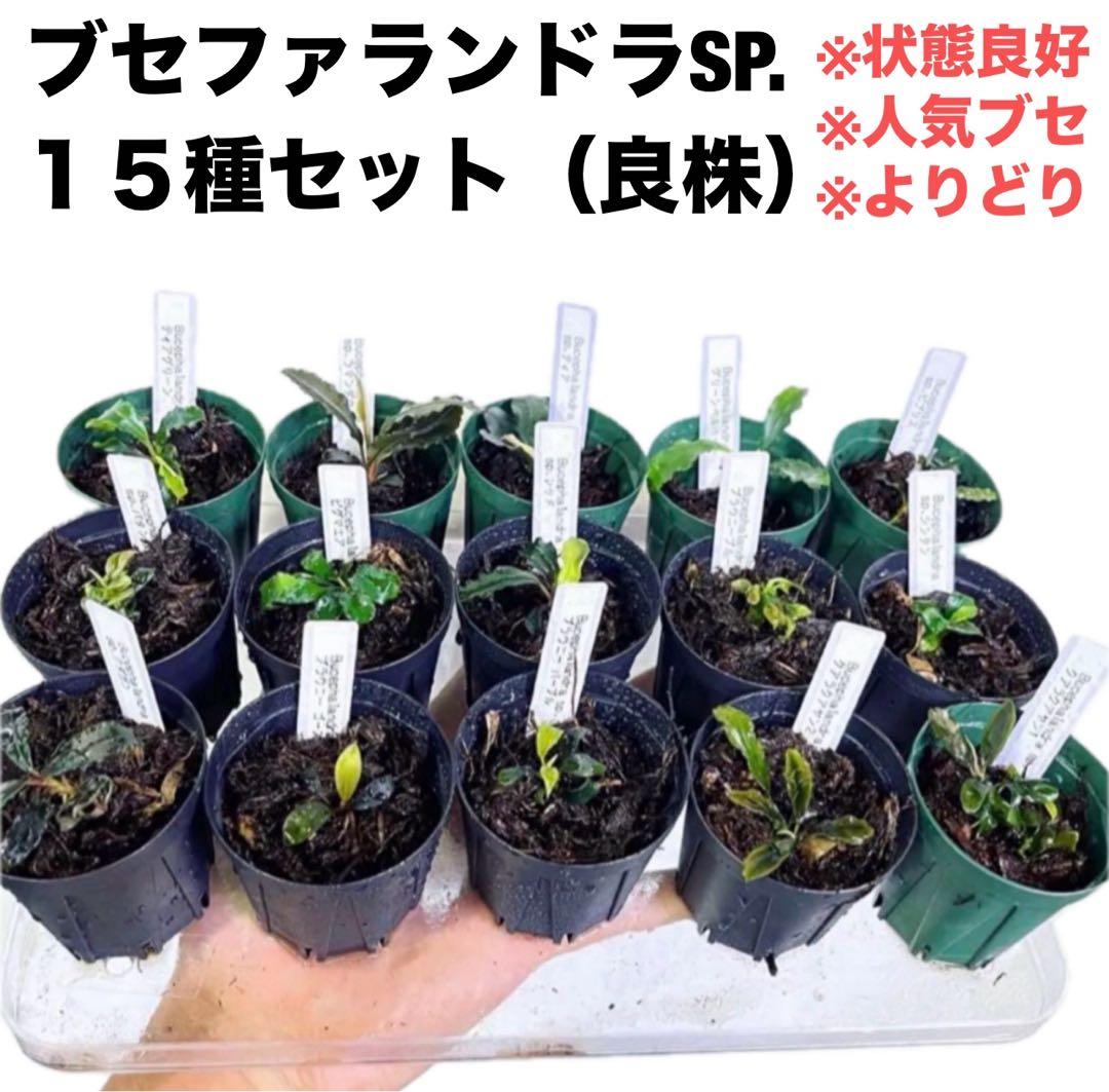 ◆特◆ブセファランドラSP.よりどり10セット（良株） #ブセさかな屋 クダカン