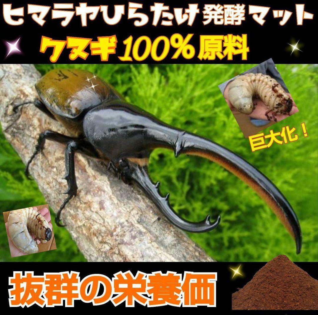 カブトムシ幼虫に抜群！ヒマラヤひらたけ発酵マット【6袋セット】大きく育ちます！