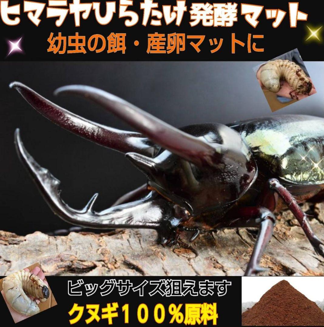 カブトムシ幼虫に抜群！ヒマラヤひらたけ発酵マット【6袋セット】大きく育ちます！