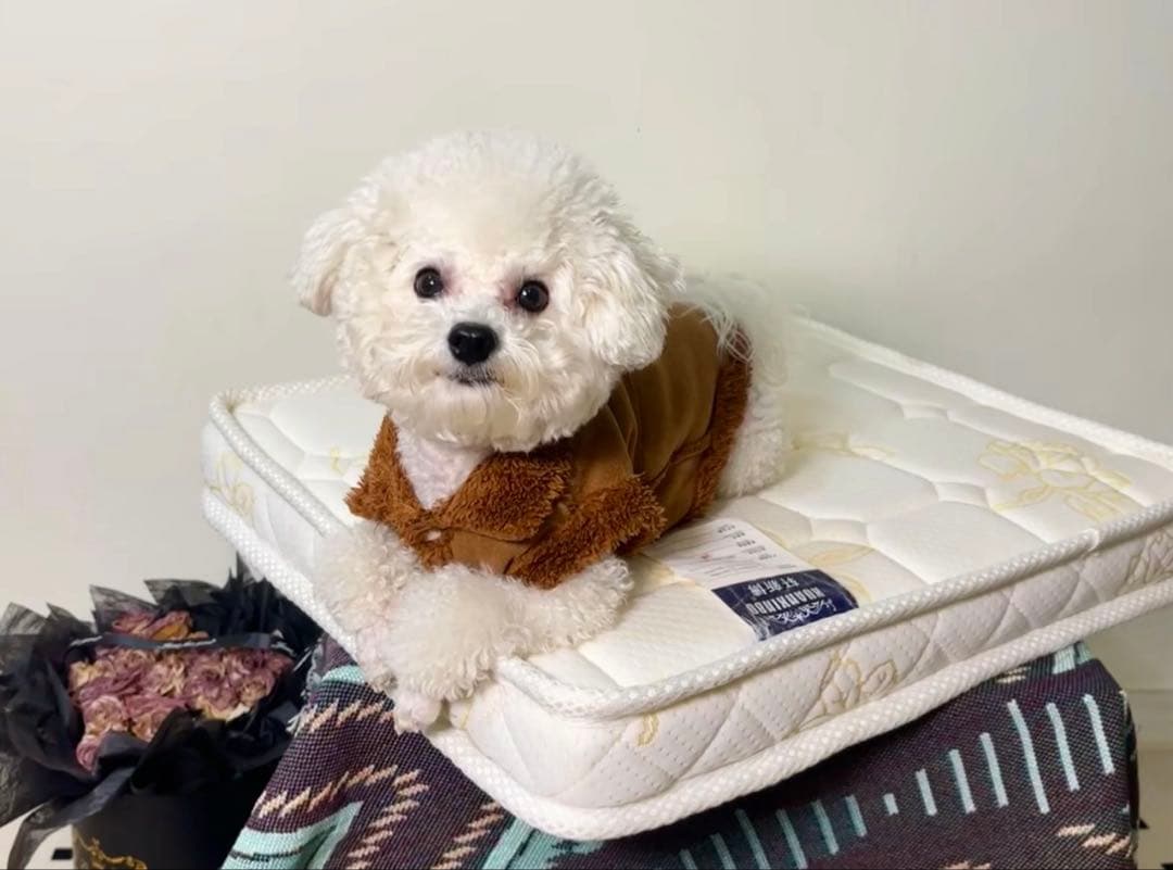 ペット用マットレス 愛犬専用ポケットコイルマットレス｜体圧分散 高齢犬に最適