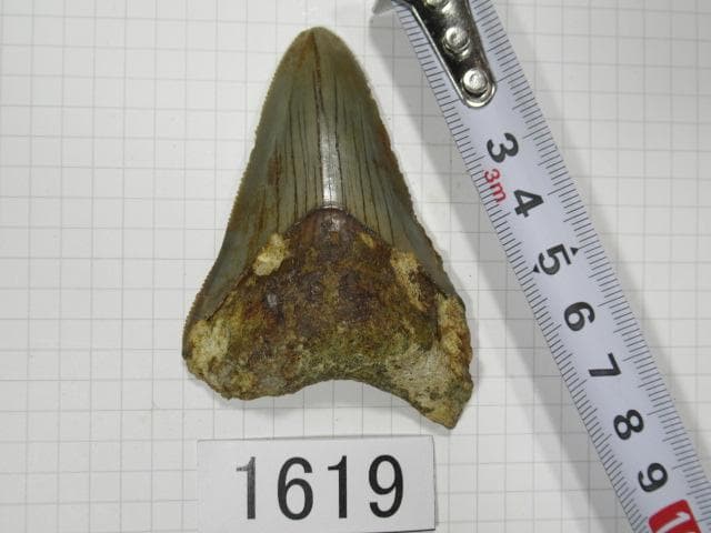 化石 サメの歯　メガロドン　インドネシア　7.2cm　No.1619