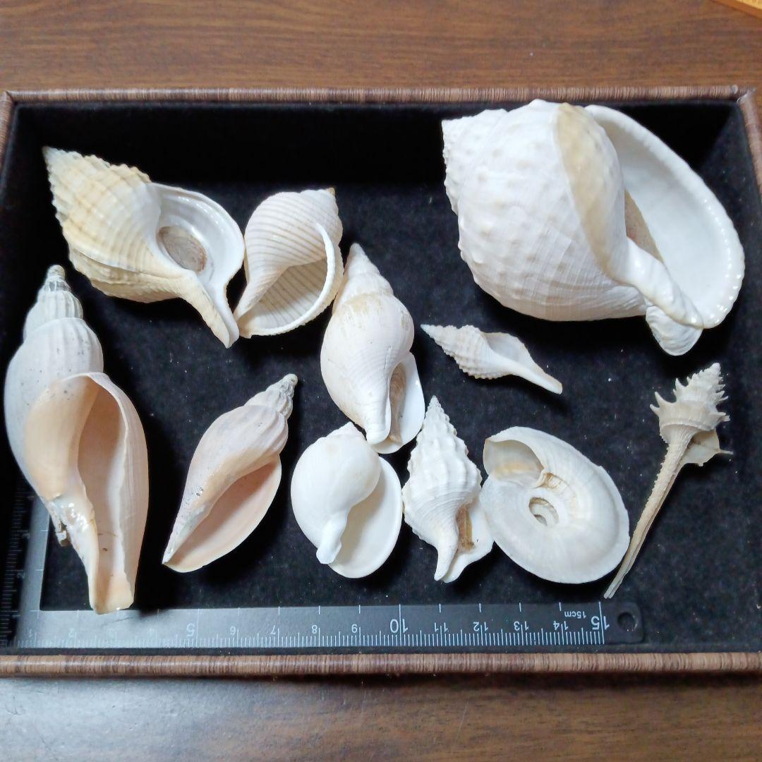 貝殻標本　詰め合わせ⑫