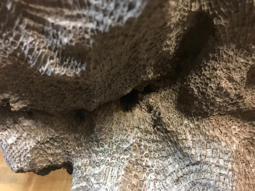 【鑑賞石】 珊瑚 サンゴ 化石 Fossil Coral Reef