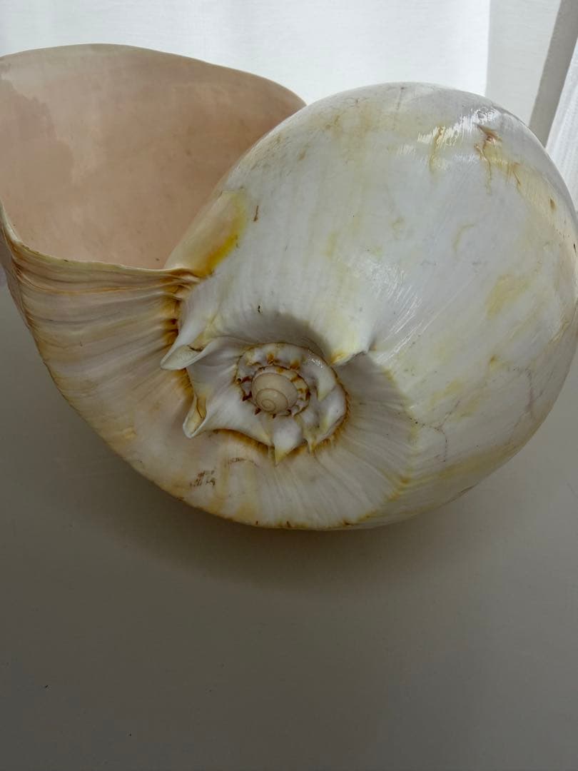 【美品】イナズマツノヤシガイ 巻貝 巻き貝