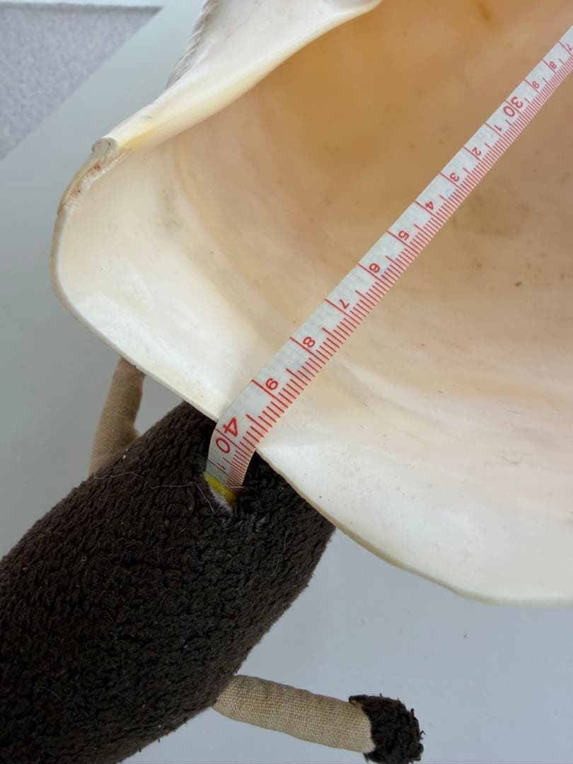 【美品】イナズマツノヤシガイ 巻貝 巻き貝