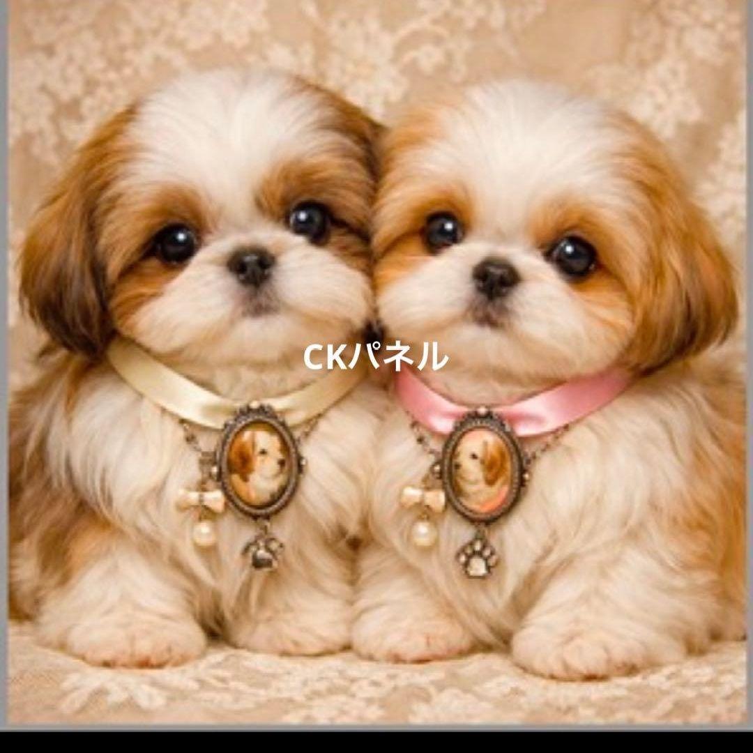 ハンドメイドオーダー受け付け(シーズー、チワワ、柴犬)