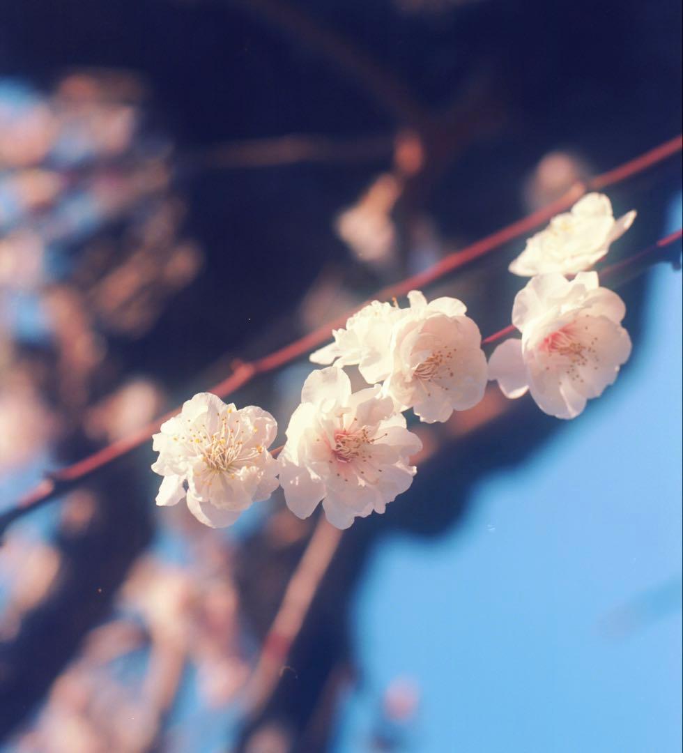 フィルムカメラ _35_