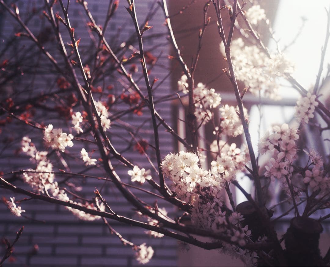 フィルムカメラ _35_
