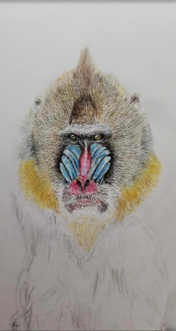 色鉛筆画