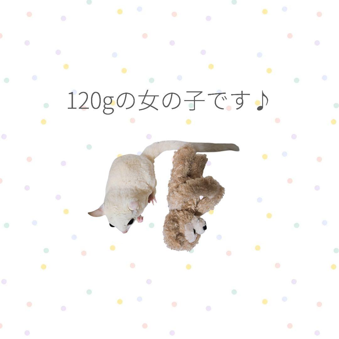 【ころんとポーチLころころハウスL】132＊ころんと日和＊フクロモモンガ＊小動物