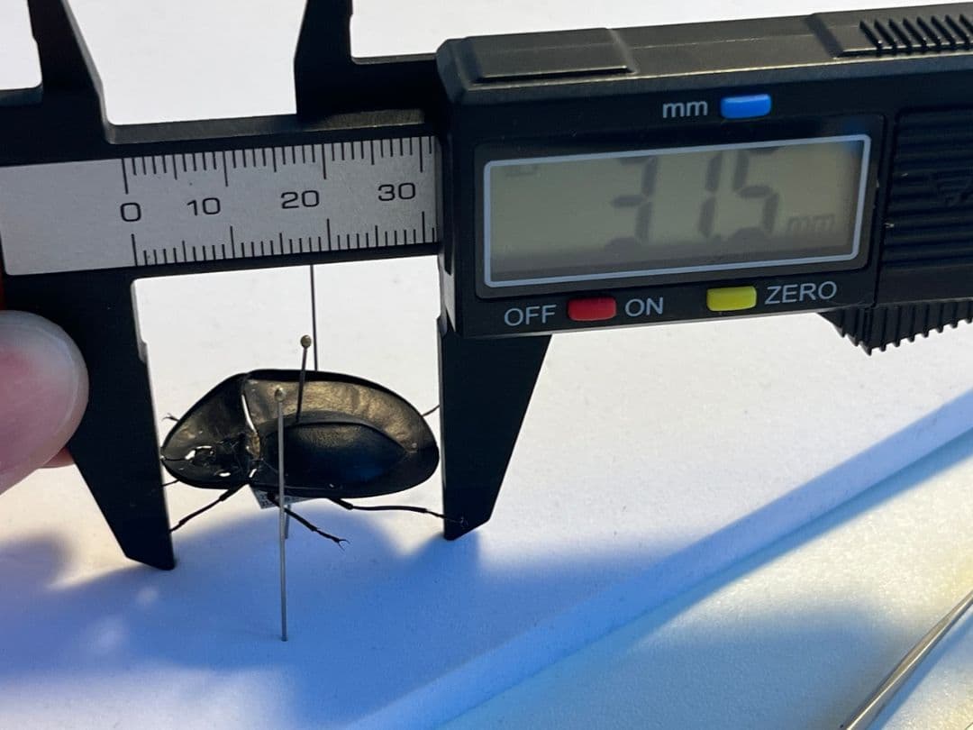 【31mm】パイザラゴミムシ 巨大 昆虫標本 標本 甲虫 オサムシ ハンミョウ