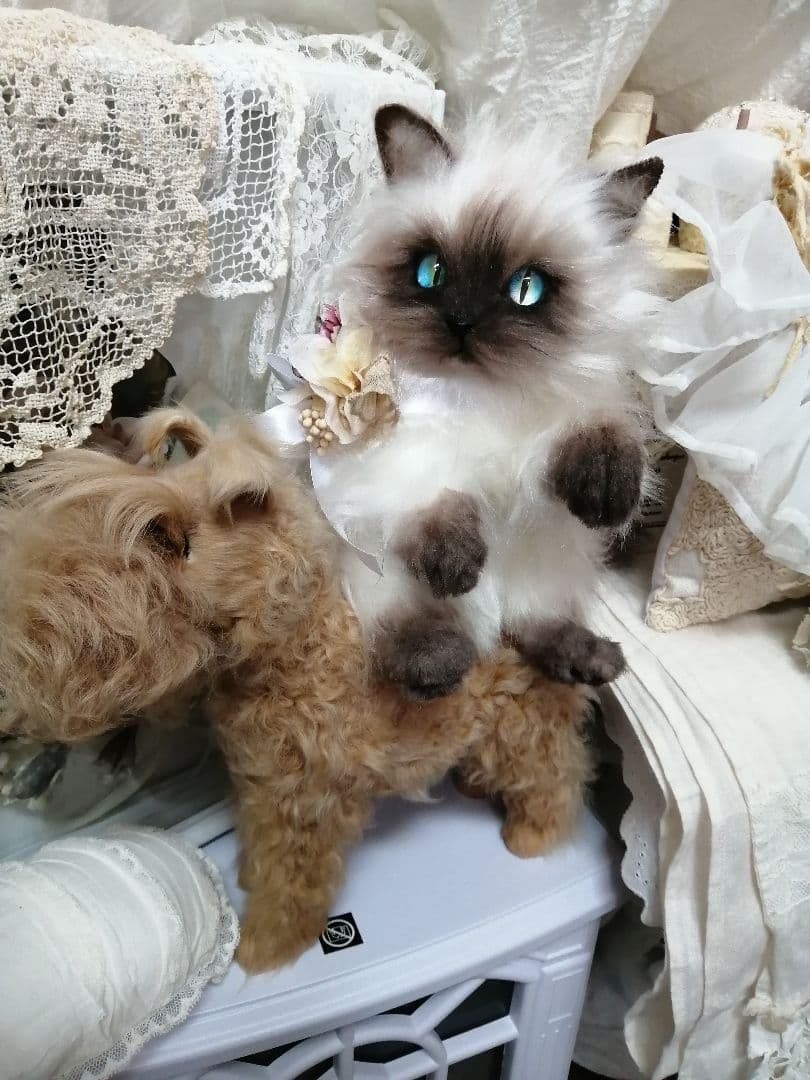 ♥(ΦωΦ)ヒマラヤン・ヒマちゃん♥長毛・(ΦωΦ)里親様募集(ΦωΦ)♥