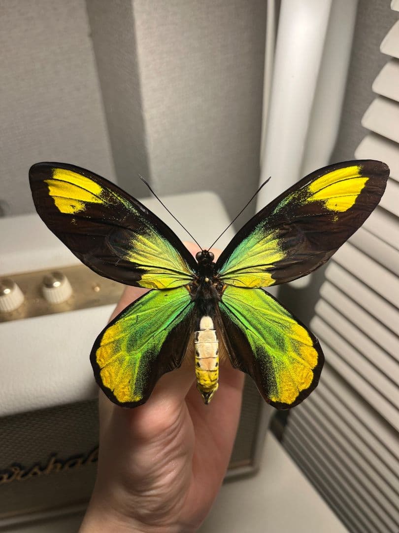 【大人気種】投げると飛んでいって戻ってきそうな形のビクトリアトリバネアゲハ標本