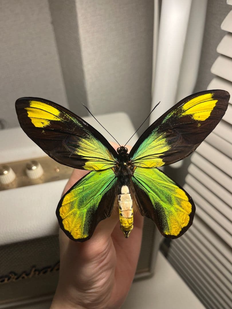 【大人気種】投げると飛んでいって戻ってきそうな形のビクトリアトリバネアゲハ標本