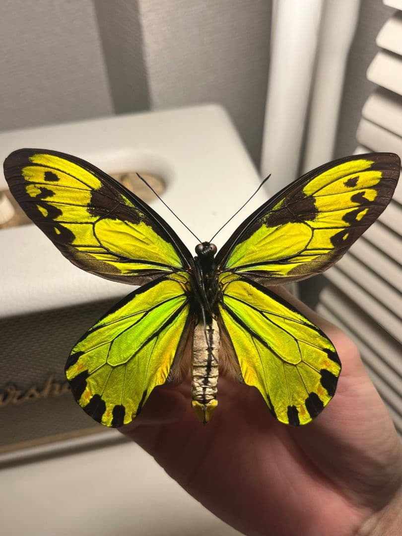 【大人気種】投げると飛んでいって戻ってきそうな形のビクトリアトリバネアゲハ標本