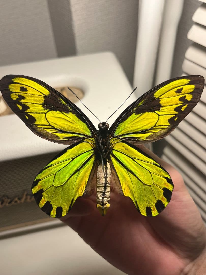 【大人気種】投げると飛んでいって戻ってきそうな形のビクトリアトリバネアゲハ標本