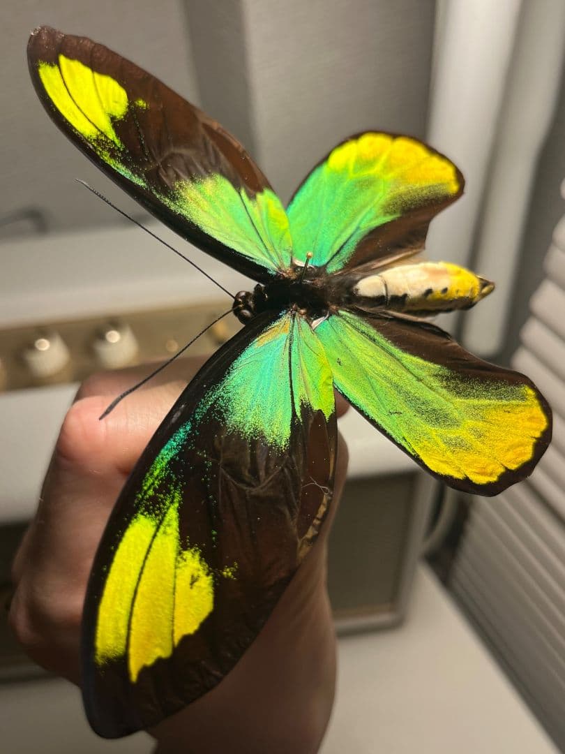 【大人気種】投げると飛んでいって戻ってきそうな形のビクトリアトリバネアゲハ標本