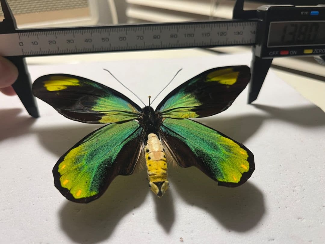 【大人気種】投げると飛んでいって戻ってきそうな形のビクトリアトリバネアゲハ標本