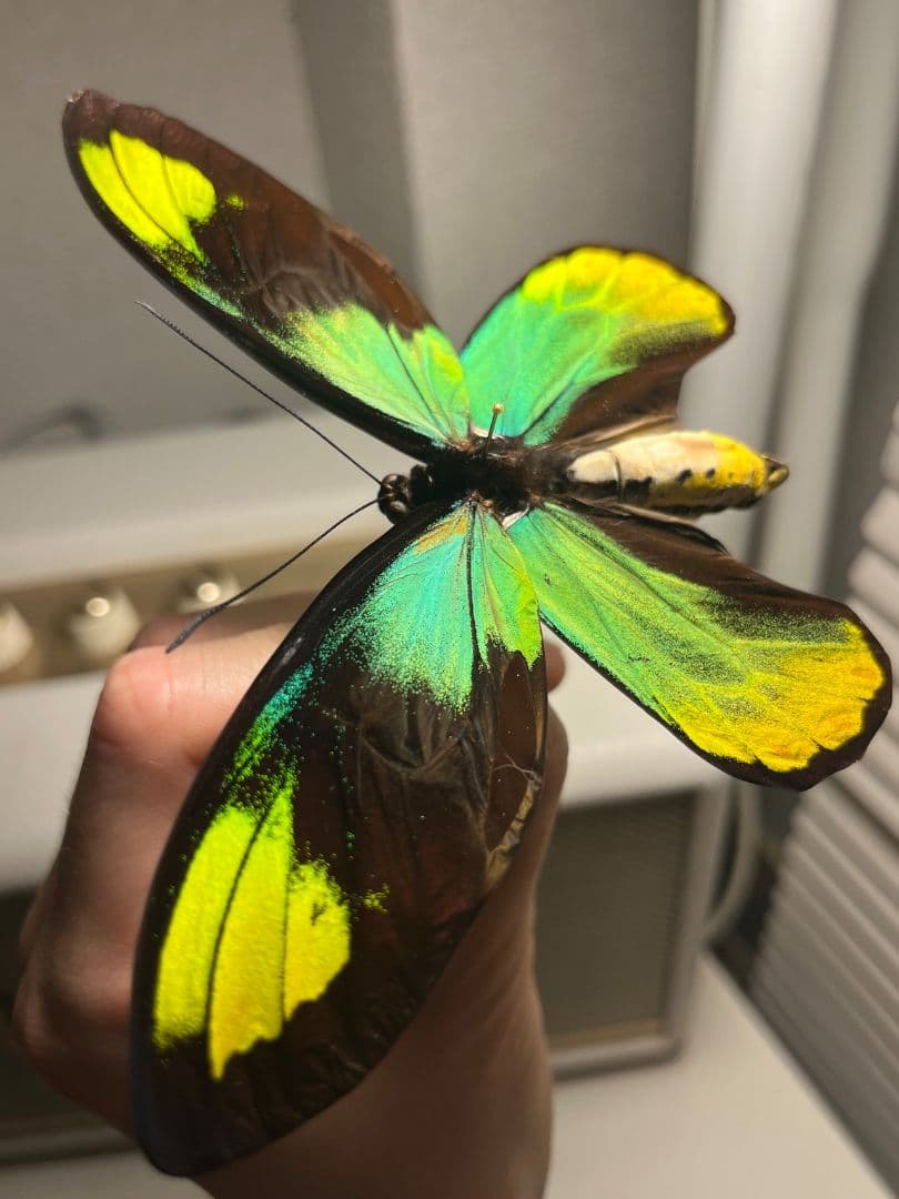 【大人気種】投げると飛んでいって戻ってきそうな形のビクトリアトリバネアゲハ標本