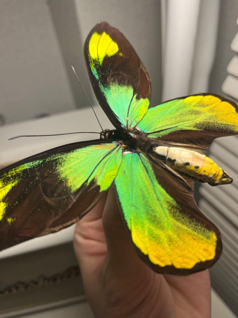 【大人気種】投げると飛んでいって戻ってきそうな形のビクトリアトリバネアゲハ標本