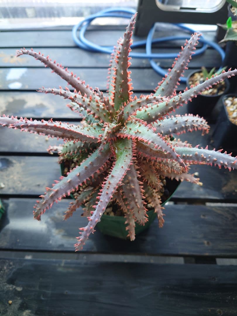 アロエ　ワイリーコヨーテ　②