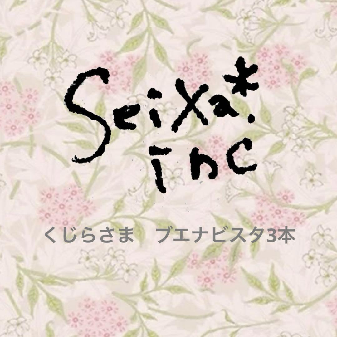 【くじらさま専用】　ブエナビスタ3本➕1本