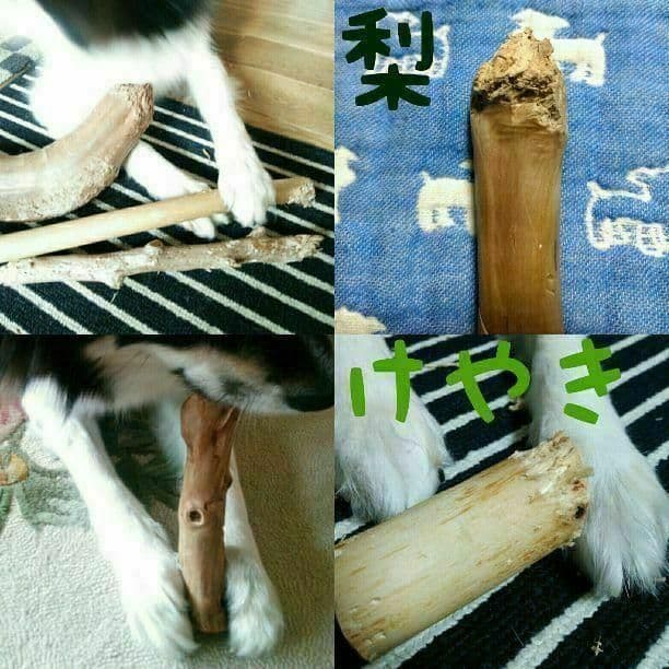 OY.けやき梨の木新品.犬用おもちゃ、小さめ大型犬大型犬向け歯固めかじり木