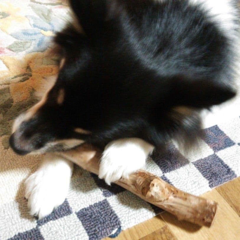 OY.けやき梨の木新品.犬用おもちゃ、小さめ大型犬大型犬向け歯固めかじり木